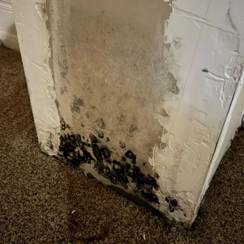 Professional Mold Removal in Racine County, WI